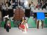 Lego Castle - Royal Knight's Castle 6090 vár RITKASÁG